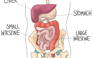Digestion