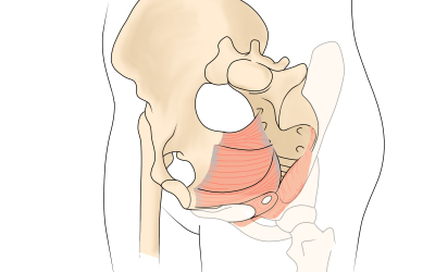 The Pelvic Floor