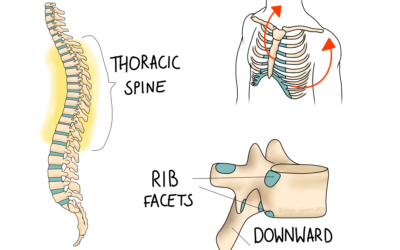 The Thorax: Upper Back and Ribs